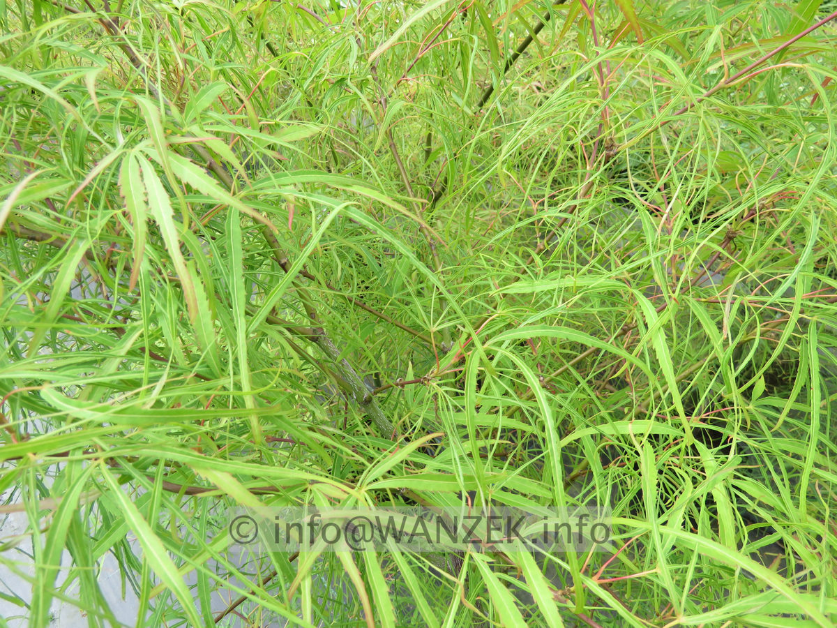 Acer palmatum Koto no ito - nah.JPG